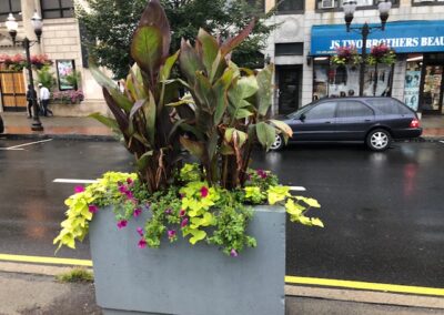 Annual Flower & Urban Garden Design and Installation Project in Stamford, CT